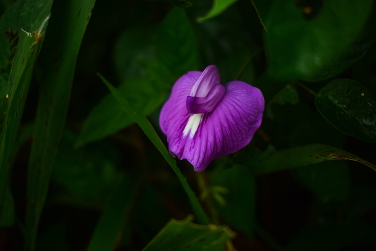DSC_0545