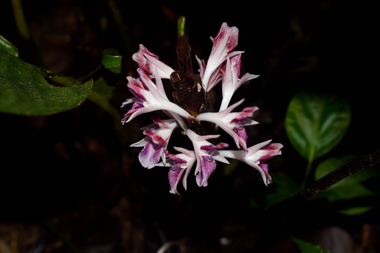 DSC_0586